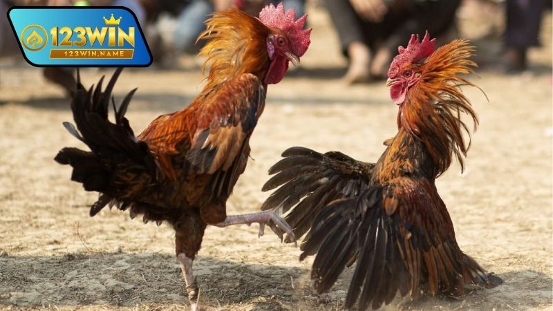 Cá cược gà chọi là gì