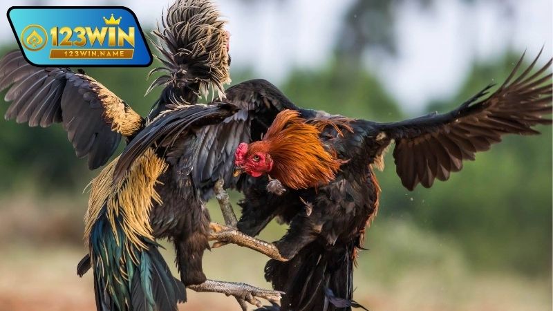Chiến gà đỉnh cao là gì
