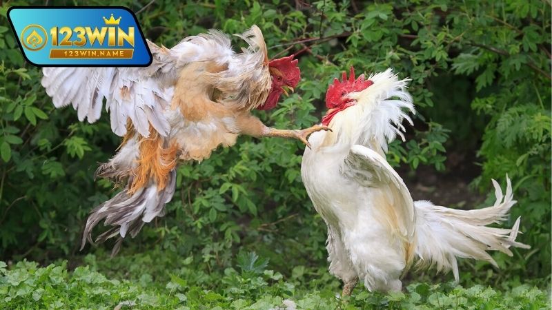 Đá gà trực tiếp là gì