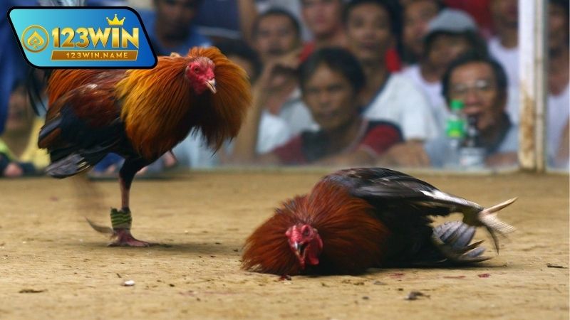 Gà đá cựa sắt là gì