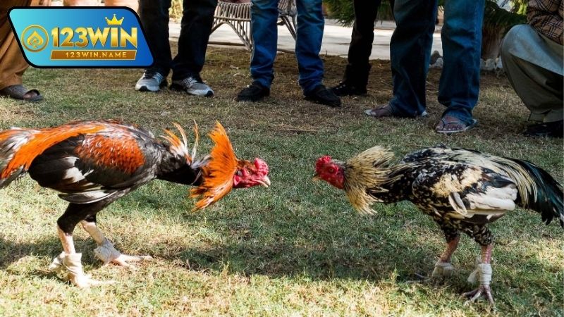 Gà đá miền Nam là gì