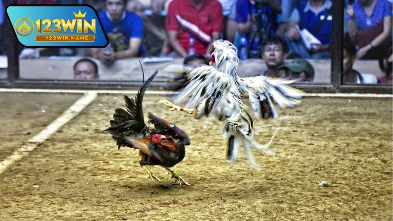 Gà đá Thomo là gì