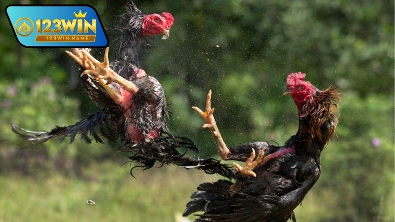 Kèo gà chọi là gì